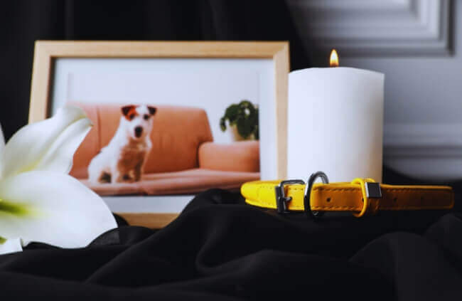 Pet Memorial Australia understand how painful the loss of a pet can be. We offer guidance on pet cremation pet memorial service ideas and support to help you through the grief