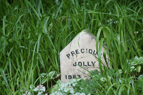 Whether its a pet grave cremation or another memorial your pet deserves a meaningful goodbye. Pet Memorial Australia offers support to help you through the grief and loss