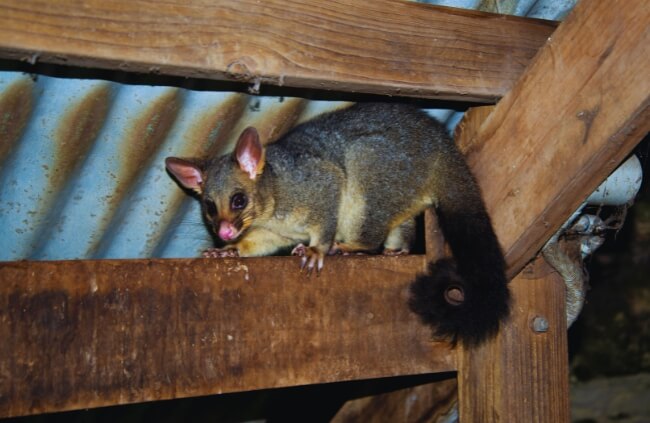 Humane possum removal in Sydney with True Blue Pest Control preventing damage and disturbance in houses