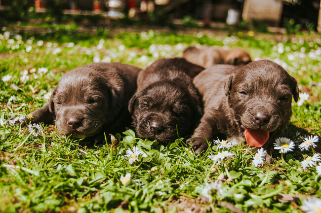 Most popular breeds for Western Sydney are Australian Shepherds, Border Collies and Labrador Retrievers.