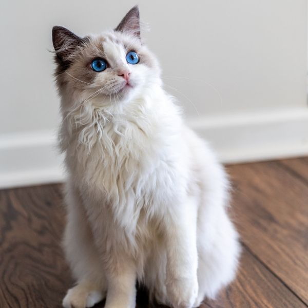 Dignified cat cremation in Sydney for a cherished pet provided by Everlight Pet Cremations Sydney