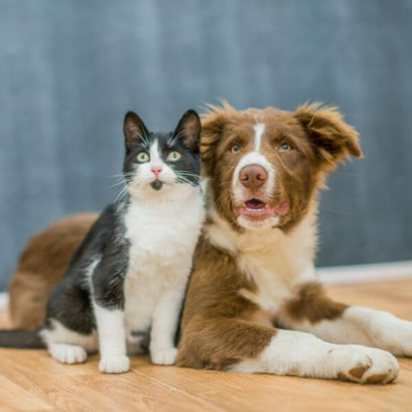 Dog and cat sitting together representing compassionate pet cremation services in Sydney by Everlight Pet Cremations Sydney