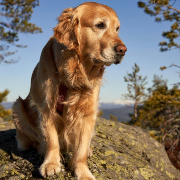 Gentle dog cremation in Sydney with respectful care for a beloved companion by Everlight Pet Cremations Sydney